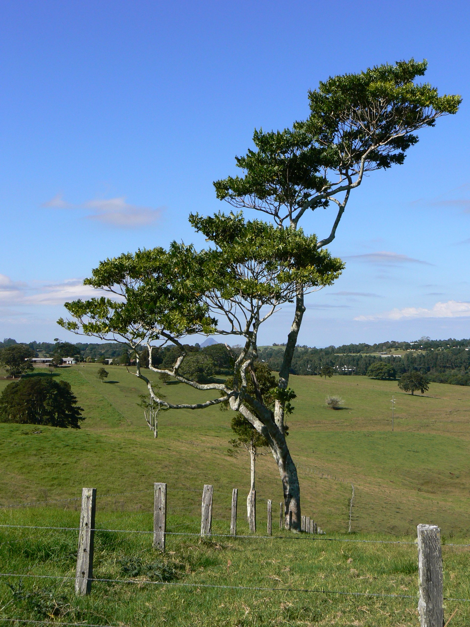 maleny photos website2